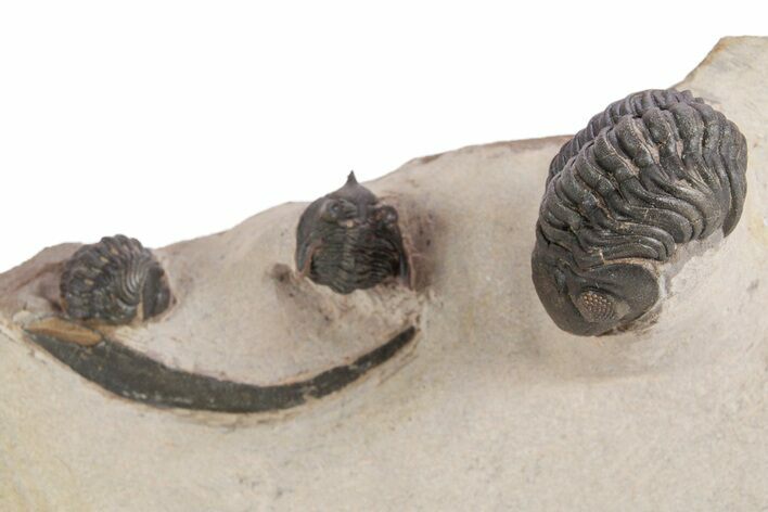 Pseudocryphaeus (Cryphina) Trilobite With Two Reedops #359162